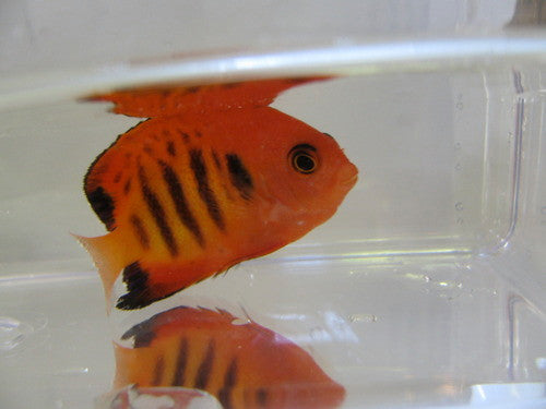 Christmas Island Flame Angel-MATED PAIR