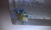 Blue Line (Fuscus) Triggerfish (3-4")