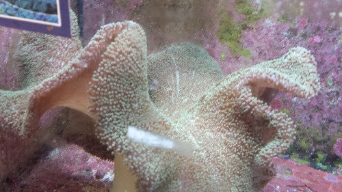Carpet Anemone-Green Haddoni (18"+)