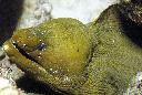 Green Moray Eel (15")