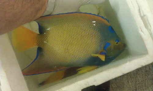 Queen Angelfish | Holacanthus Ciliaris | 10-11"