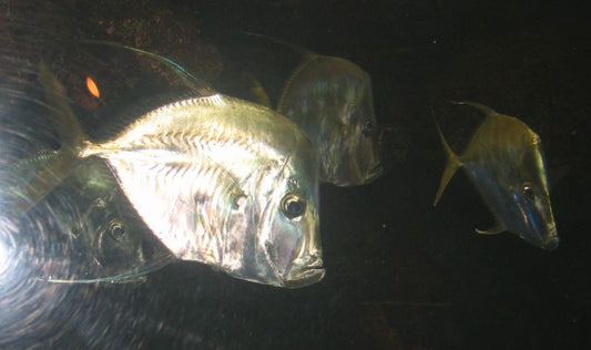 Lookdown (6") Group of 3