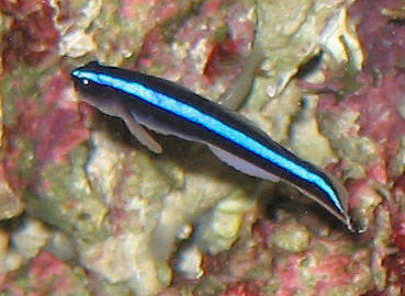 Neon Gobies