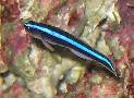 Neon Gobies