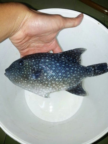 Spotted Oceanic Trigger | Canthidermis maculata (6")