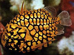 Pineapple Fish | Cleidopus Gloriamaris