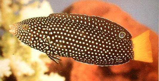 Yellow Tail Tamarin (6-7")