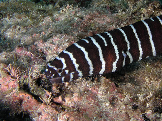 Zebra Moray Eel-Hawaiian (30-36")